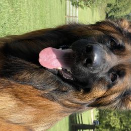 German Shepherds from Janet's German Shepherds