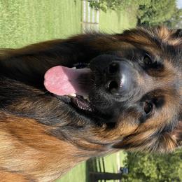 German Shepherds from Janet's German Shepherds