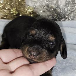Boy 2 - Black and tan male Dachshund puppy in Mt. Sterling, Illinois from Doxie Do's