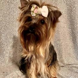 G Litter - Yorkshire Terrier