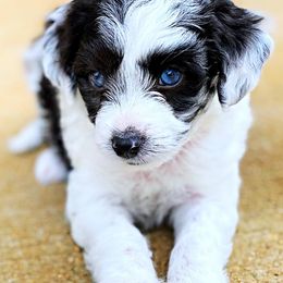 Aussiedoodle, Cavalier King Charles Spaniel, Cavapoo, and Toy Australian Shepherd Puppies from Darling Australians