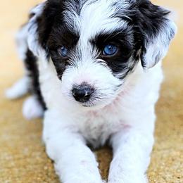 Aussiedoodle, Cavalier King Charles Spaniel, Cavapoo, and Toy Australian Shepherd Puppies from Darling Australians