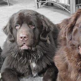 Newfoundlands from Blitz E & E Newfoundlands