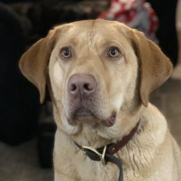 Benelli  - Labrador Retriever
