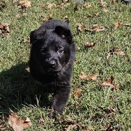 Miss purple - Bi-color female German Shepherd puppy in Dexter, Missouri from Vom Morris Haus German Shepherds