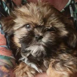 Pharoah - Red male Shih Tzu puppy in Parma, Ohio from D's DeVine Shih-Tzu