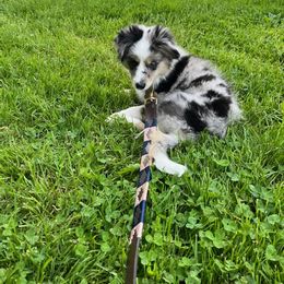 "Ruby- 3 months old" Miniature Australian Shepherd Puppies from Integrity Aussies Tx