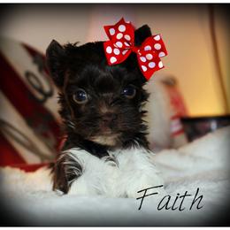 Faith - Chocolate, tan and white female Yorkshire Terrier puppy in Warren, Michigan from Danielle's Yorkie & Shih Tzu Babies