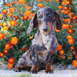 Jovie - Dapple female Dachshund puppy in Red Bud, Illinois from Midwest Miniature Dachshunds