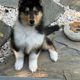 Collie Puppies from Edenmore collies