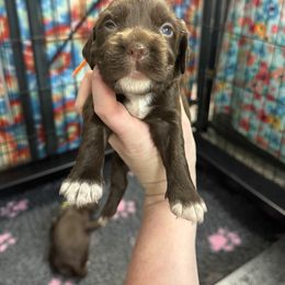 Hocus - Liver male English Cocker Spaniel puppy in Lake City, Florida from Ryndal & Co.