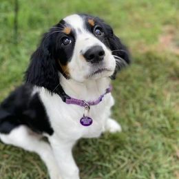 English Springer Spaniels from Keenerbelle Springers
