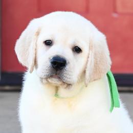 MR. GREEN Bonne-Blue - Yellow male Labrador Retriever puppy in Pasco, Washington from ROCK CREEK LABRADORS