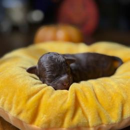 Zero - Chocolate male Goldendoodle puppy in Miami, Florida from Milk Drunk Doodles And Poodles