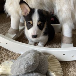 Pembroke Welsh Corgi Puppies from Loves Classic Corgis