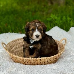 Teddy - Sable male Bernedoodle puppy in Bremen, Indiana from Farmland Doodles