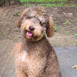 Nyla - Aussiedoodle