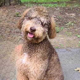 Nyla - Aussiedoodle