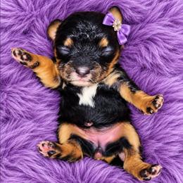Lashley - Black and tan female Cavapoo puppy in Lebanon, Kentucky from Mosaic Merle Doodles
