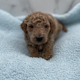 Sir Cranberry - Red  male Goldendoodle puppy in Kansas City, Kansas from Bella & Ivy’s Mini Goldendoodles of KC