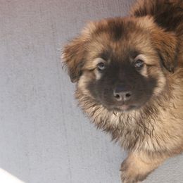 Shiloh Shepherd Puppies from Solace Shilohs