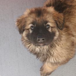 Shiloh Shepherd Puppies from Solace Shilohs