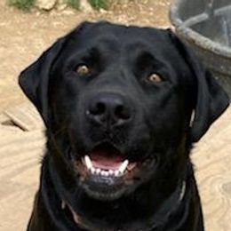 Kona - Labrador Retriever