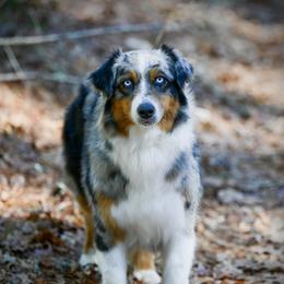 Jolene - Australian Shepherd