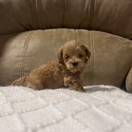 Iowa - Cream male Goldendoodle puppy in Graham, North Carolina from Geise Meadow Doodles