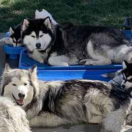 Alaskan Husky Puppies from Elite Therapy Pups