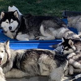 Alaskan Husky Puppies from Elite Therapy Pups