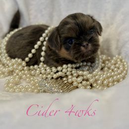 Cider - Blue female Shih Tzu puppy in Kettering, Ohio from LaDawn’s Little Lions