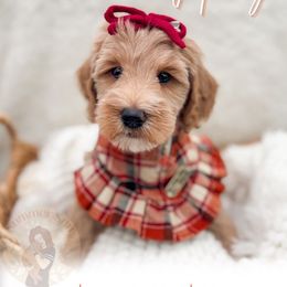Honey - Apricot female Goldendoodle puppy in California City, California from Summer Sun Doodles