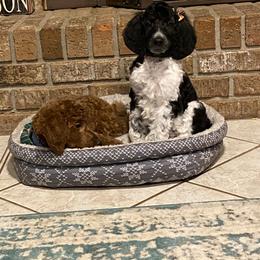 Poodle Puppies from Southern Sunshine Standards