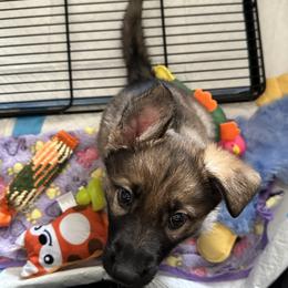 German Shepherd Puppies from Devon Rugerio's German Shepherds