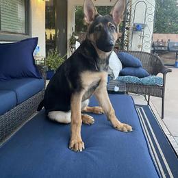 "Sascha" German Shepherd All Grown Up from Blue Phoenix Shepherds