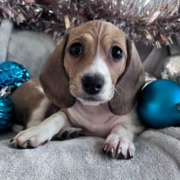 Holly - Piebald female Dachshund puppy in Ocala, Florida from Weenie Boops