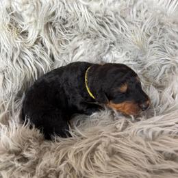 Yellow - Black and tan male Airedale Terrier puppy in Huntersville, North Carolina from Cool Hand Luke Kennels