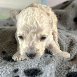 Boy 2 - White male Poodle puppy in Rockvale, Tennessee from Cosmic Chinese Cresteds & Wind-Echo Poodles