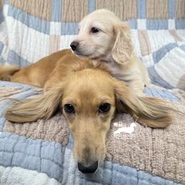 Phoebe - Dachshund
