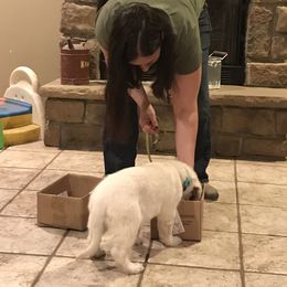 French Bulldog and Golden Retriever Puppies from Show me goldens and frenchies