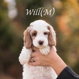 Will - Parti male Goldendoodle puppy in Acton, Maine from Silver Pines Pups