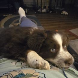 Grape - Red tri-color female Miniature American Shepherd puppy in Vancouver, Washington from BonDrew's Miniature American Shepherds