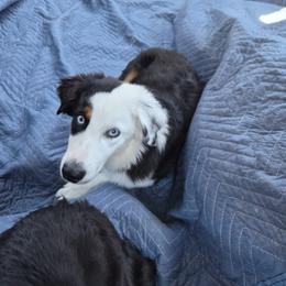 Snoop - Black tri male Miniature American Shepherd puppy in Marshfield, Missouri from Tntowne Miniature American Shepherds