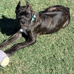 Green collar - Black brindle female Cane Corso puppy in Waxahachie, Texas from A&M Kennels