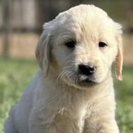 Golden Retriever Puppies from Knight's Golden Acres
