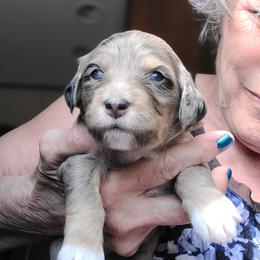 Sally-Tan - Blue merle female Bernedoodle puppy in Dugway, Utah from Luv4Bernedoodles