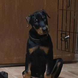 Black collar - Black and rust male Doberman Pinscher puppy in Houston, Texas from Draggin Dobermans & Great Danes