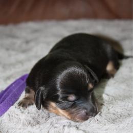 Moana - Black and tan female Dachshund puppy in Carrollton, Georgia from Ivey farm dachshunds