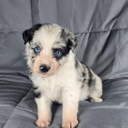 Spider Monkey - Blue merle male Border Collie puppy in Chicora, Pennsylvania from Riverwood